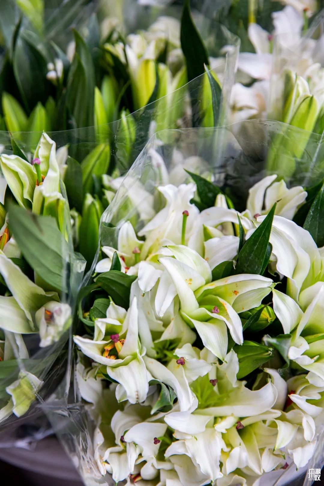 深夜去广州的花卉市场买花,如何逛斗南花卉市场买花便宜