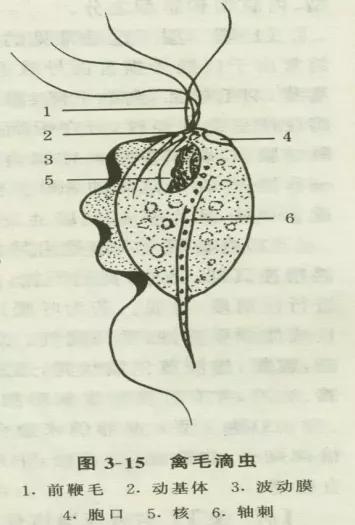 鸽子第一杀手—毛滴虫，在夏季如此猖獗，养鸽户们应该这样解决