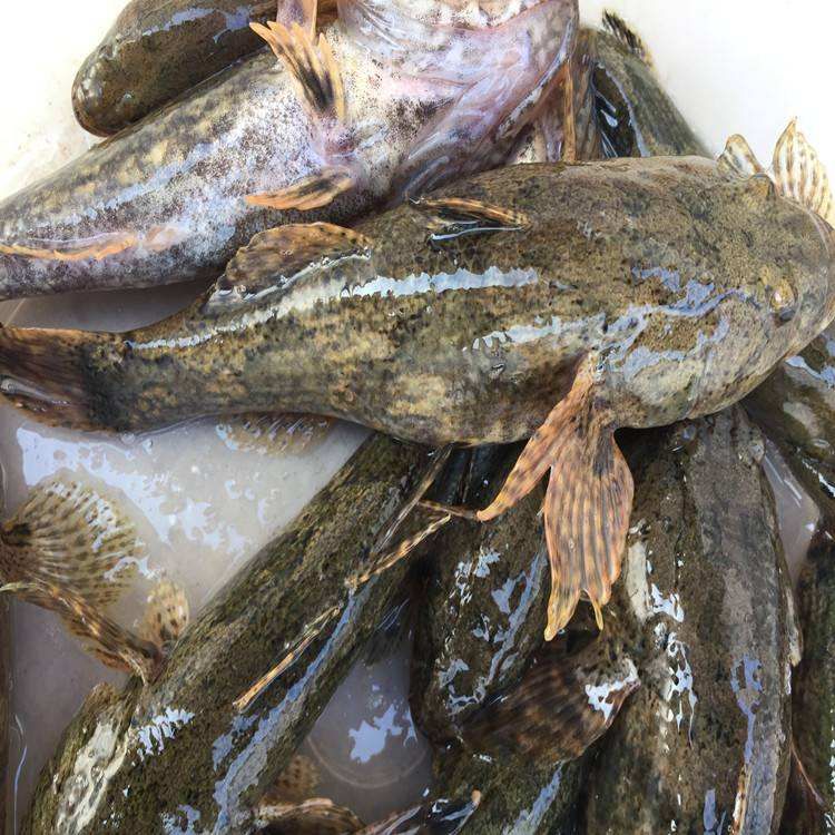 虎头鲨靖江美食,虎头鲨食物