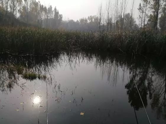 空闲出钓沐暖阳，本汀宗师开光狂拉鲫