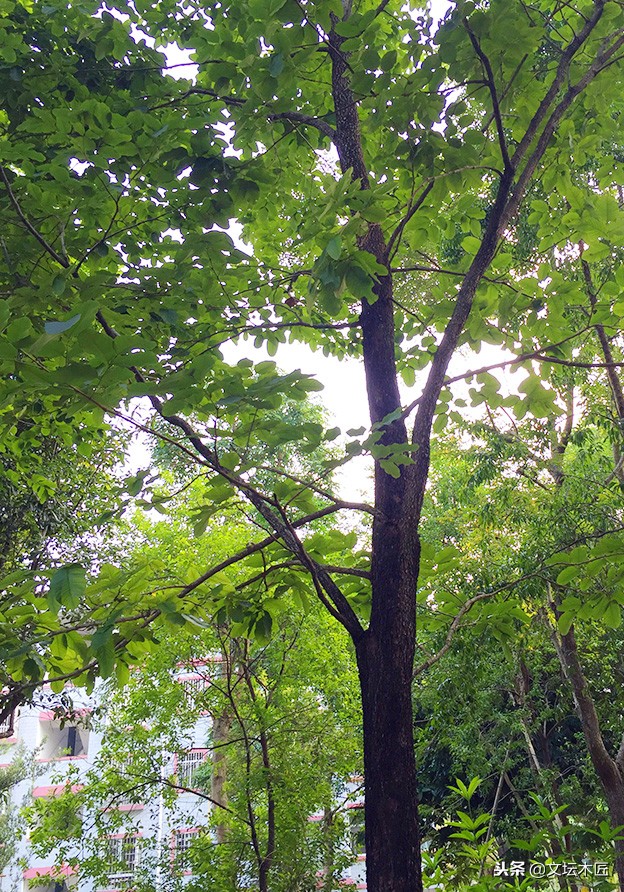 小叶紫檀降香黄檀知识讲解,小叶紫檀红酸枝木家具知识讲解