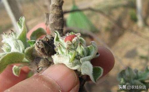苹果小卷叶蛾的各时期危害图片,卷叶蛾危害特点