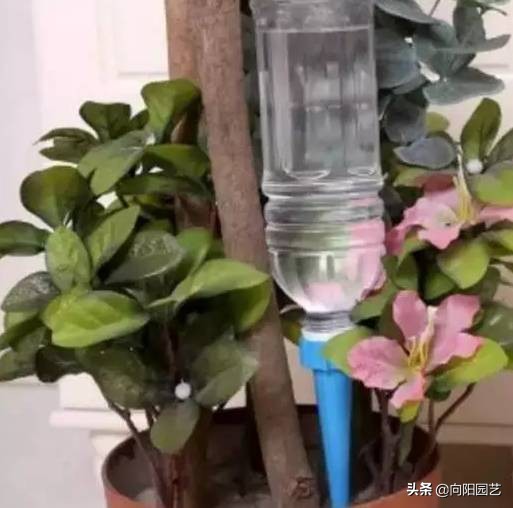 自制夏天自动浇水简易装置,自制室内无人自动浇水神器