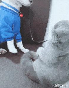 搞笑gif妹子的内心是崩溃的,搞笑gif妹子原来是个逗比