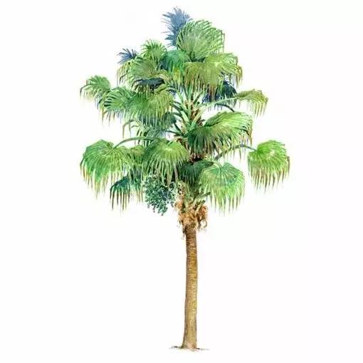 十种不同树叶的画法,五种不同树木的画法简单的