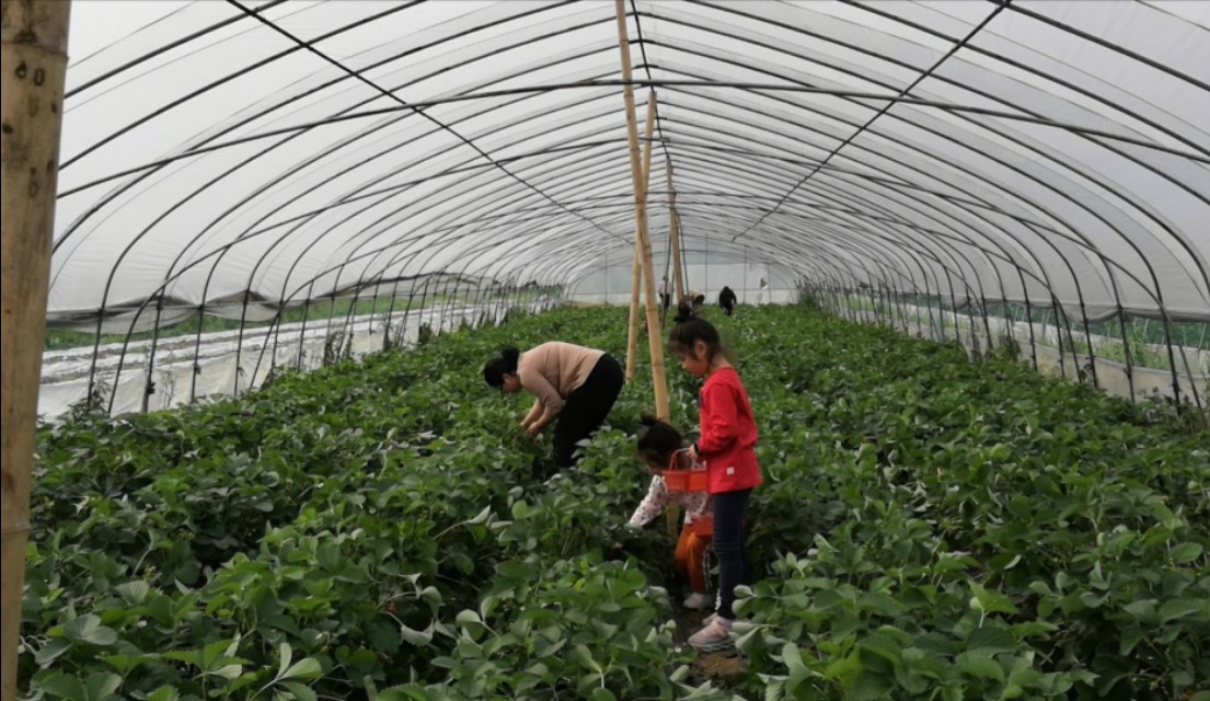 长沙附近摘草莓的地方在哪里,长沙开福区周边摘草莓的地方