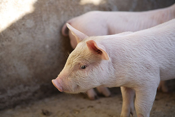 猪人工授精插管正确方法,猪的自然繁育人工授精