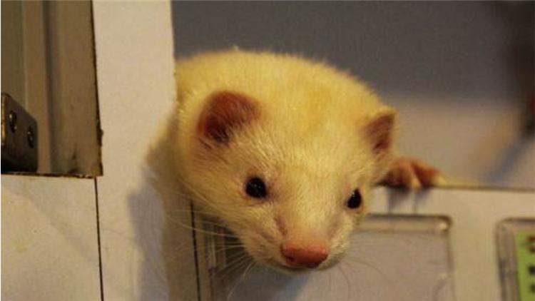 宠物貂可以活多少年,宠物貂能活多少年