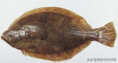 辽宁常见的鱼有哪些,辽宁沿海常见鱼