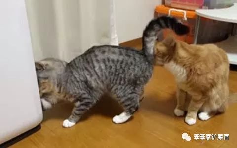 猫咪打架被打得眼睛都睁不开,猫咪打架又打到主人