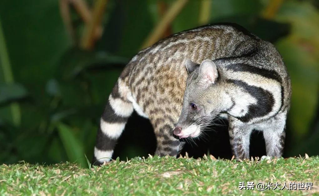你知道这些皮草奢侈品是导致它已经在香港灭绝的主要原因吗？
