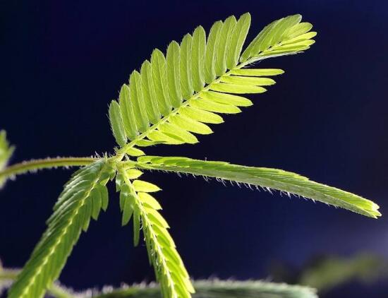 含羞草叶片发黄原因和处理,含羞草叶子边缘发黄怎么回事