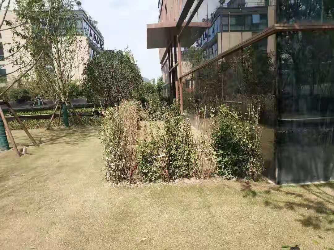 大叶黄杨黄叶病,大叶黄杨修剪过后叶片有枯斑