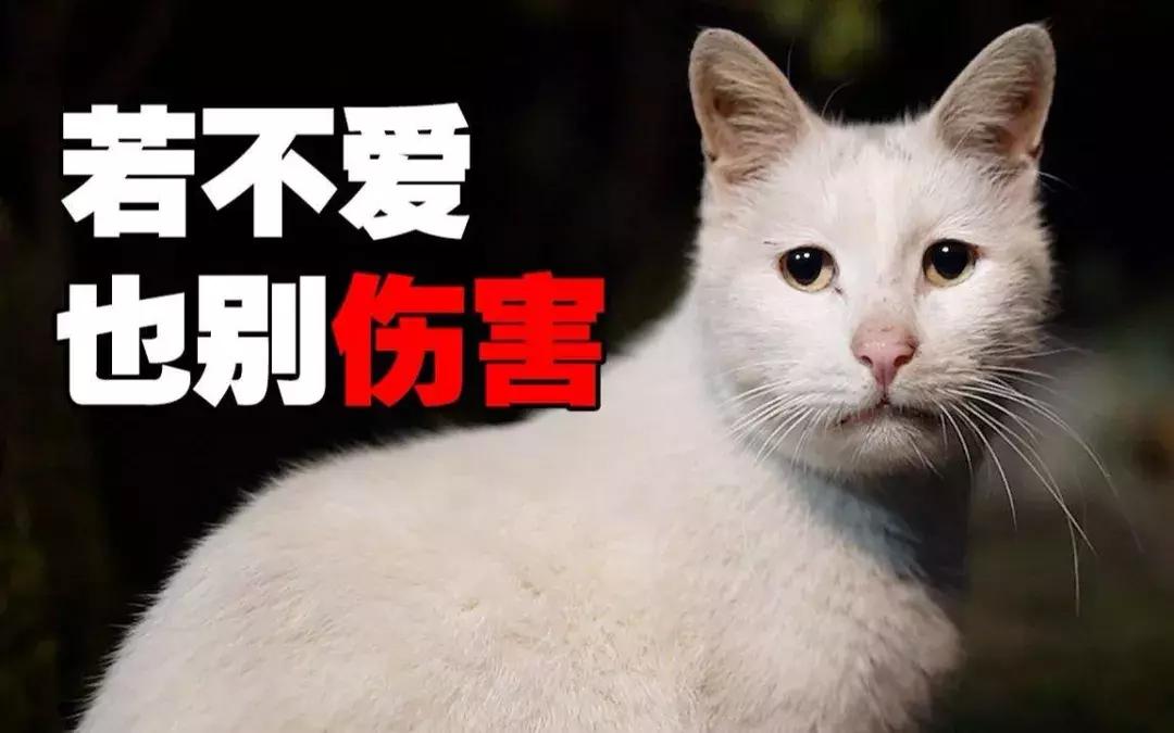 猫咪眼睛被刺了一下,小猫的眼睛被鱼叉刺穿