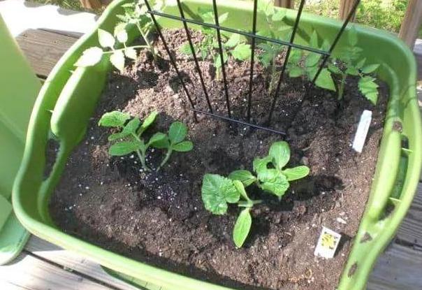 土养花如何杀虫杀菌,养花的土壤怎么样才能杀菌杀虫