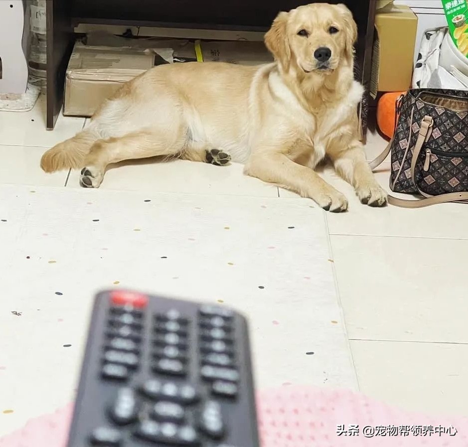 金毛使出绝招后主人跳了起来,金毛一个动作让主人哭笑不得