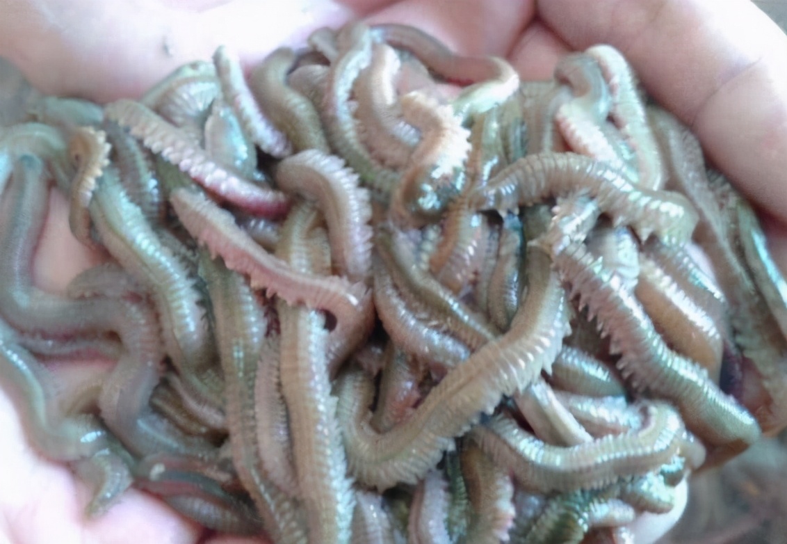 沙蚕怎么食用,沙蚕如何吃