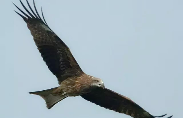 黎美娴大地飞鹰第一集下,黎美娴主演的电视剧大地飞鹰
