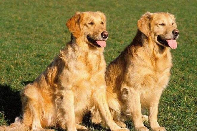 怎么判断金毛的好坏,怎么看金毛品相好不好