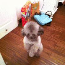 怎么教狗持续站立,不要轻易去教狗站立