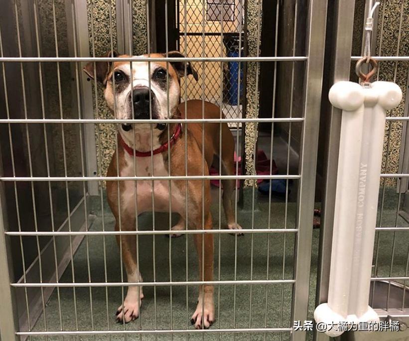 比特犬收容所关卡,比特犬被主人遗弃的后续