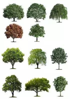 绿化行业的苗木术语大全,绿化苗木的专用术语