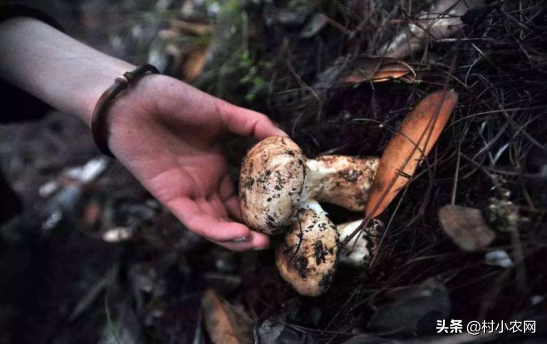 农村创业2021年种植什么前景最好,适合农村的创业好项目养殖