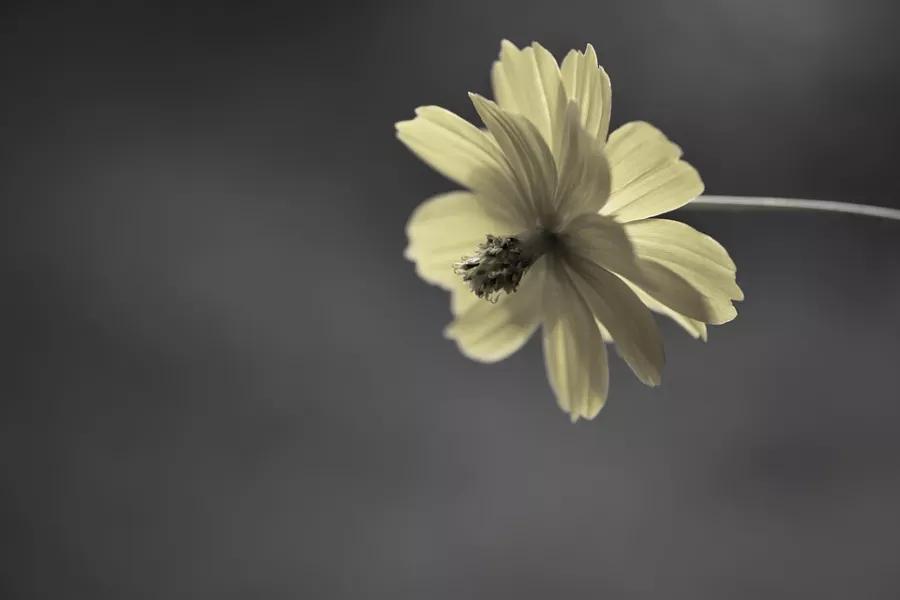 尘归尘土归土一切皆虚无,尘归尘土归土一切皆虚无意思