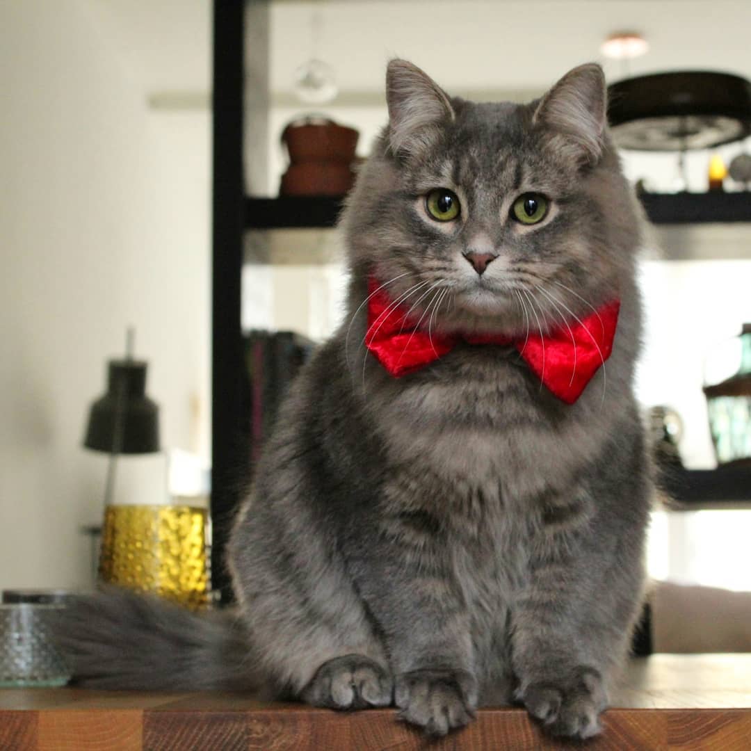 猫咪出现严重应激反应怎么治疗,猫咪出现厌食症状