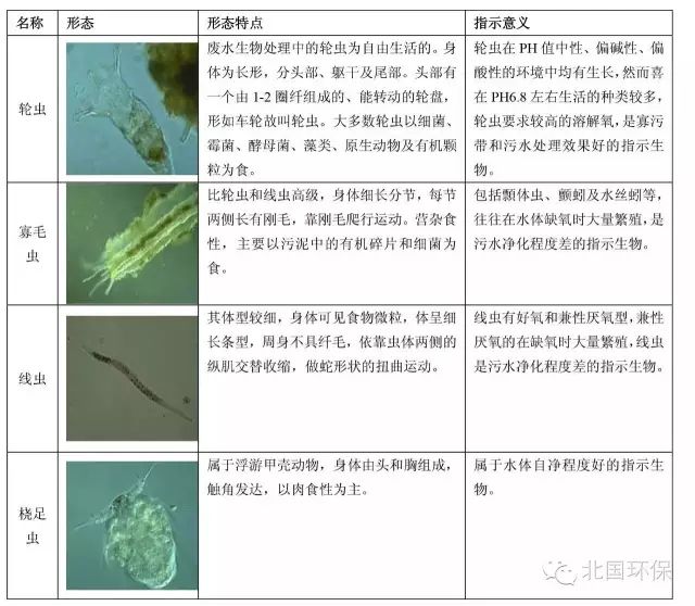 活性污泥微生物镜检,显微镜观察活性污泥微生物