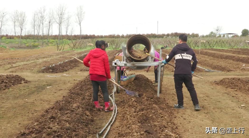 蚯蚓养殖创业项目,农村养蚯蚓致富项目