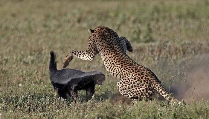 体格娇小的“平头哥”蜜獾,为什么能在非洲草原上横行霸道?