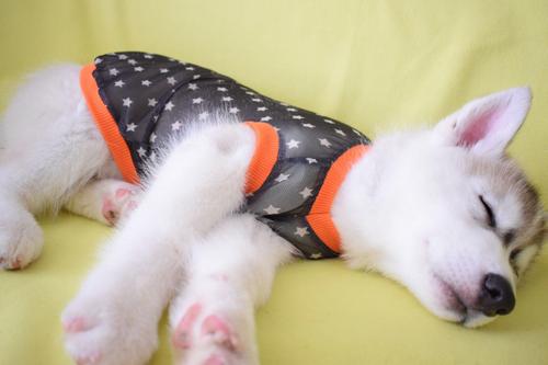 满月狗狗尿多,狗狗出去不拉也不尿