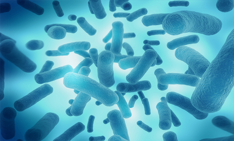 乳酸杆菌可以助消化么,乳酸链球菌可以用于酸奶发酵