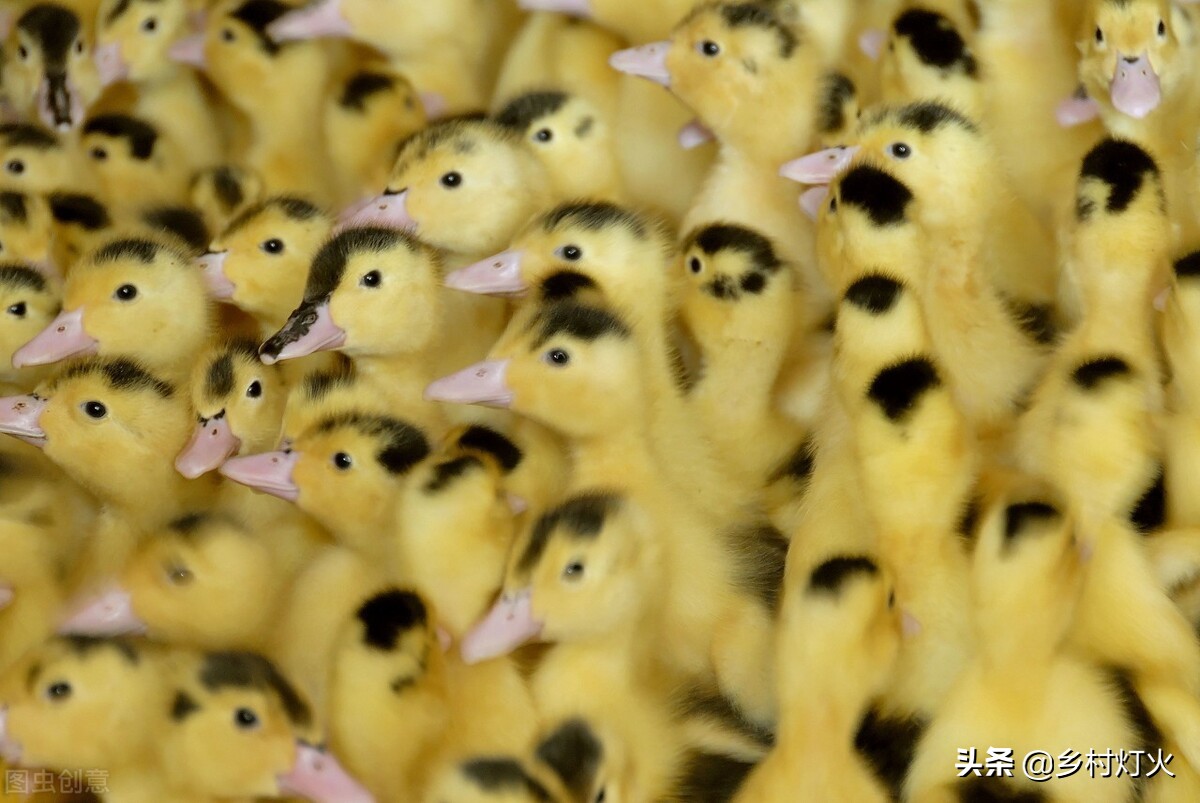 怎么养鸭才能赚钱,养鸭赚钱项目大全