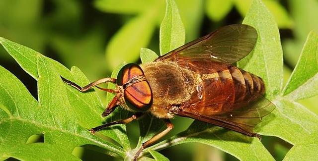 看着像个大苍蝇，叮马叮牛还叮人，晒干就是好药材，小记牛虻