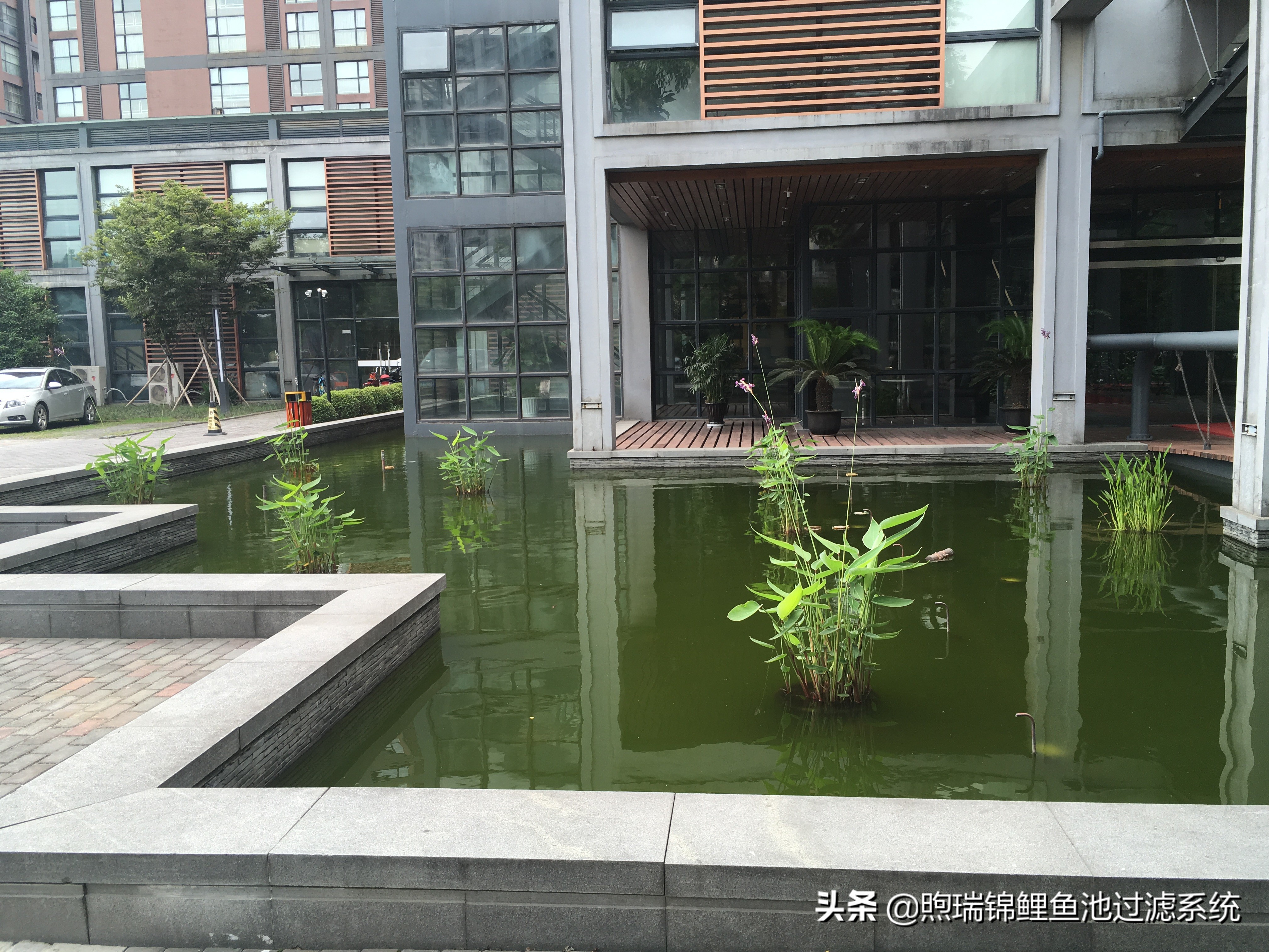 锦鲤怎么养才能养出好看的颜色,养锦鲤怎么养得好看些呢