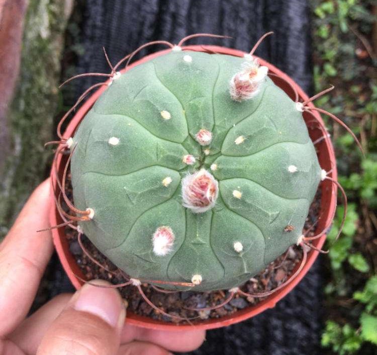 十个仙人球,最新30个仙人球品种