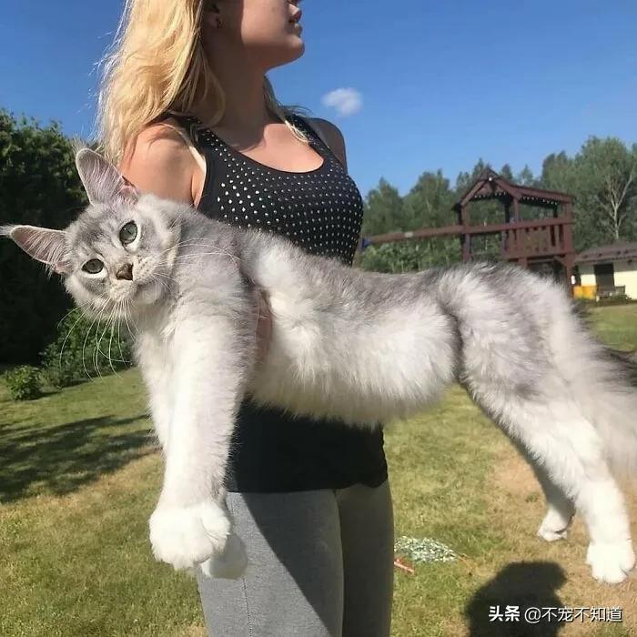 岛国妹子养的超萌小奶猫，几个月后变成巨兽了