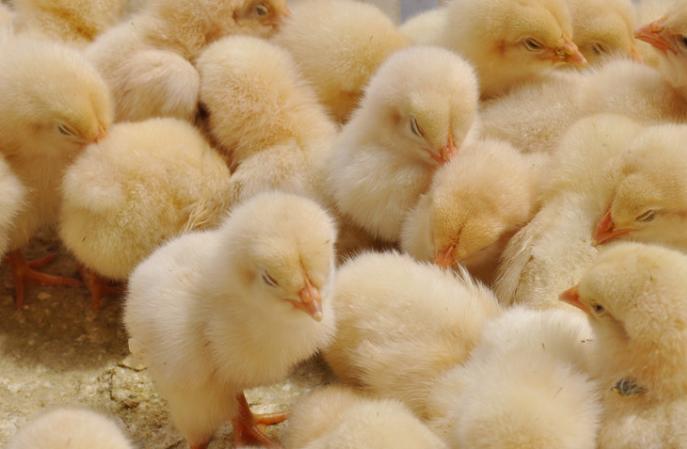 雏鸡粪便观察疾病,雏鸡拉绿色粪便是什么疾病引起的