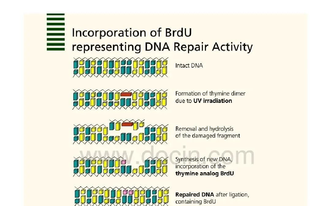 二裂酵母发酵产物有什么作用,二裂酵母发酵产物溶胞物很名贵吗