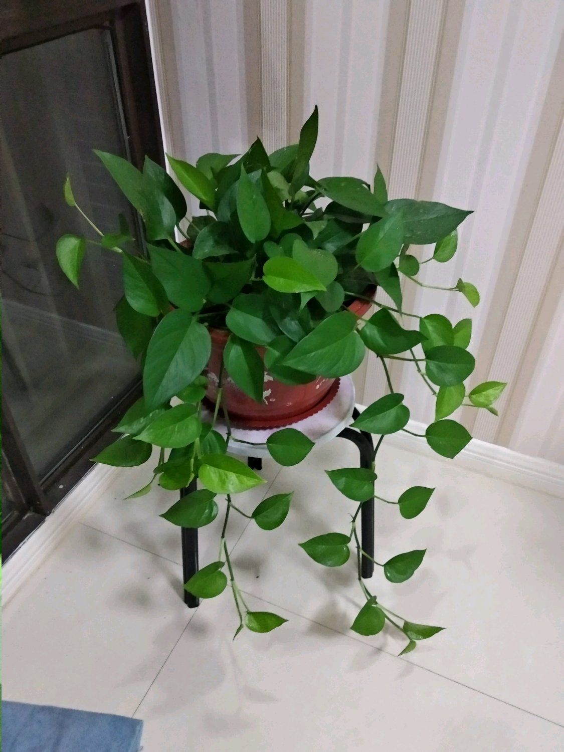 给人养殖什么花适合家养,什么花最好养又适合长期喝