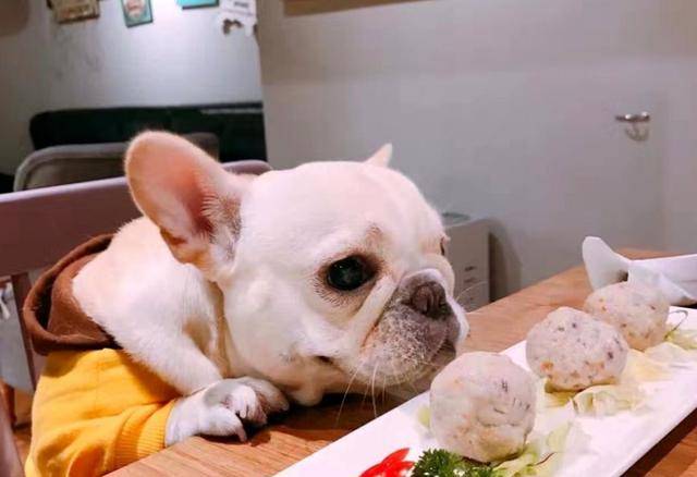 兽医应当注意些什么,狗狗肠胃前期预防药