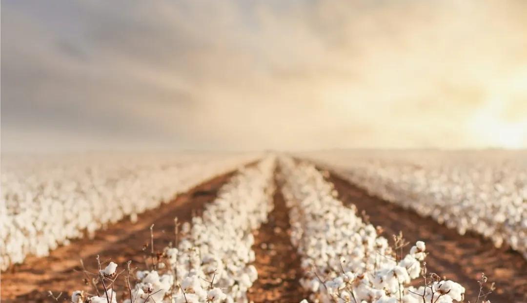 生态棉与棉花哪个好一些,棉花怎么分类新疆棉或细绒棉