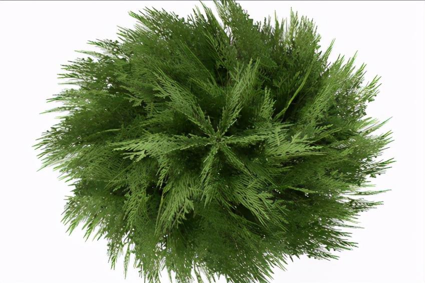 生命之树的故事,生命之树的故事哲学