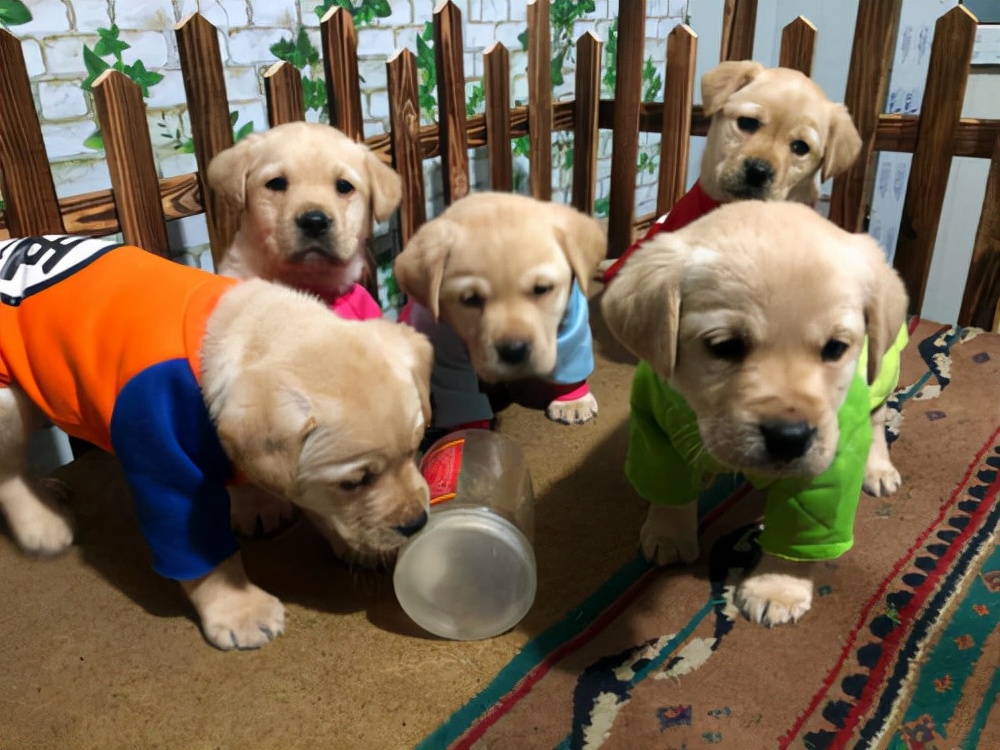 拉布拉多挑食不吃饭是不是有虫子,拉布拉多就是不吃狗粮咋办