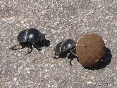 十大常见昆虫农村常见的20种昆虫,10种在家里可以找到的可怕昆虫