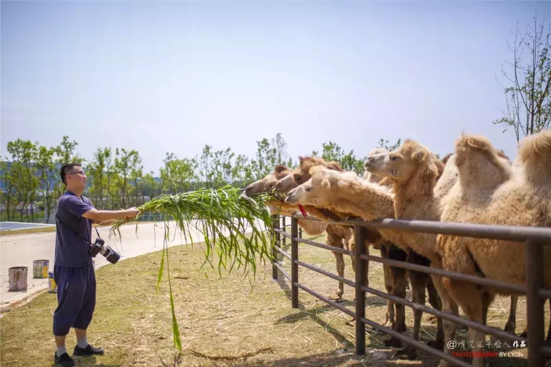 去南京金牛湖野生动物王国堵车吗,南京金牛湖野生动物王国最新活动