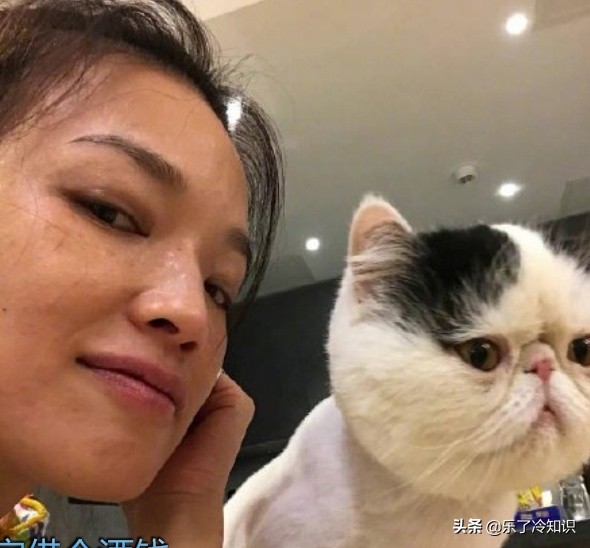 舒淇倡导领养代替购买,橘猫狸花猫狮子猫,多多关注流浪猫