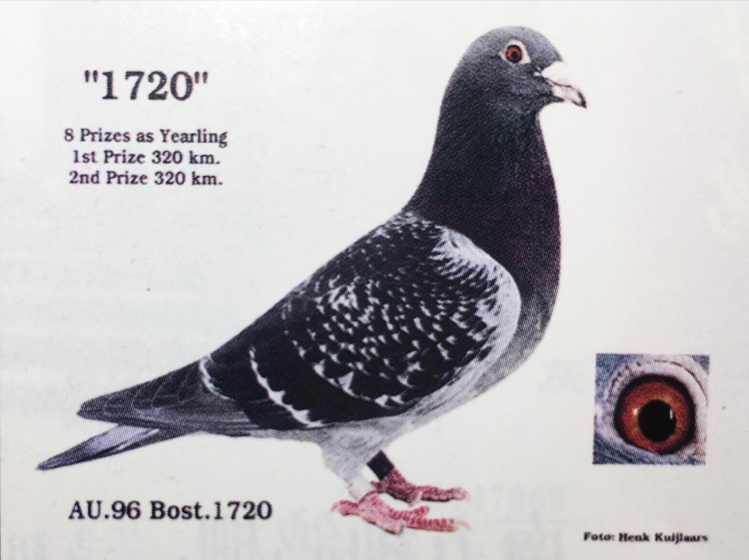 谈赛鸽的遗传以及育种的简单做法,赛鸽血统与育种初解